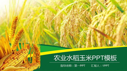 農(nóng)產(chǎn)品概述 水稻、小麥與玉米